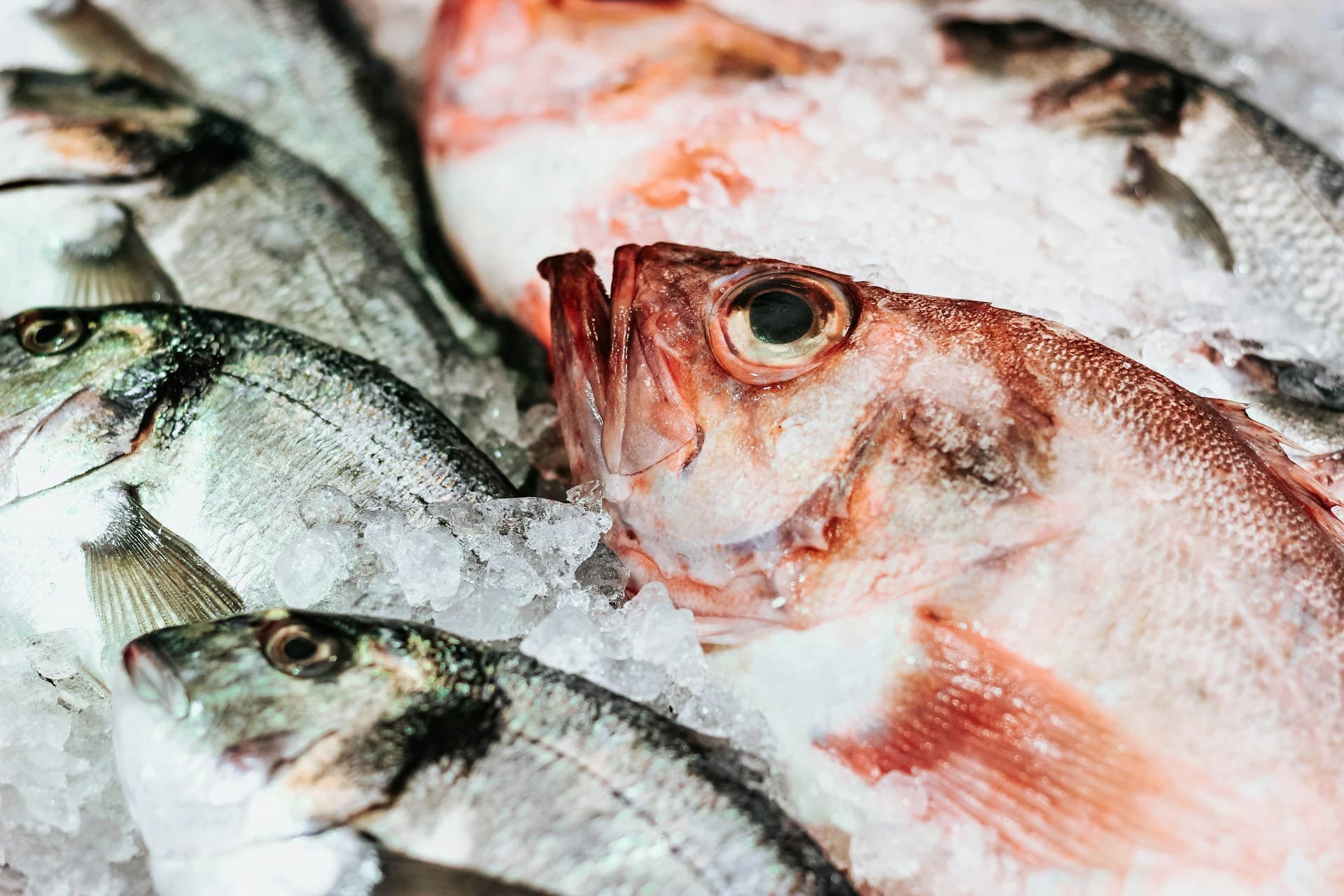 Toujours du Poisson à Portée