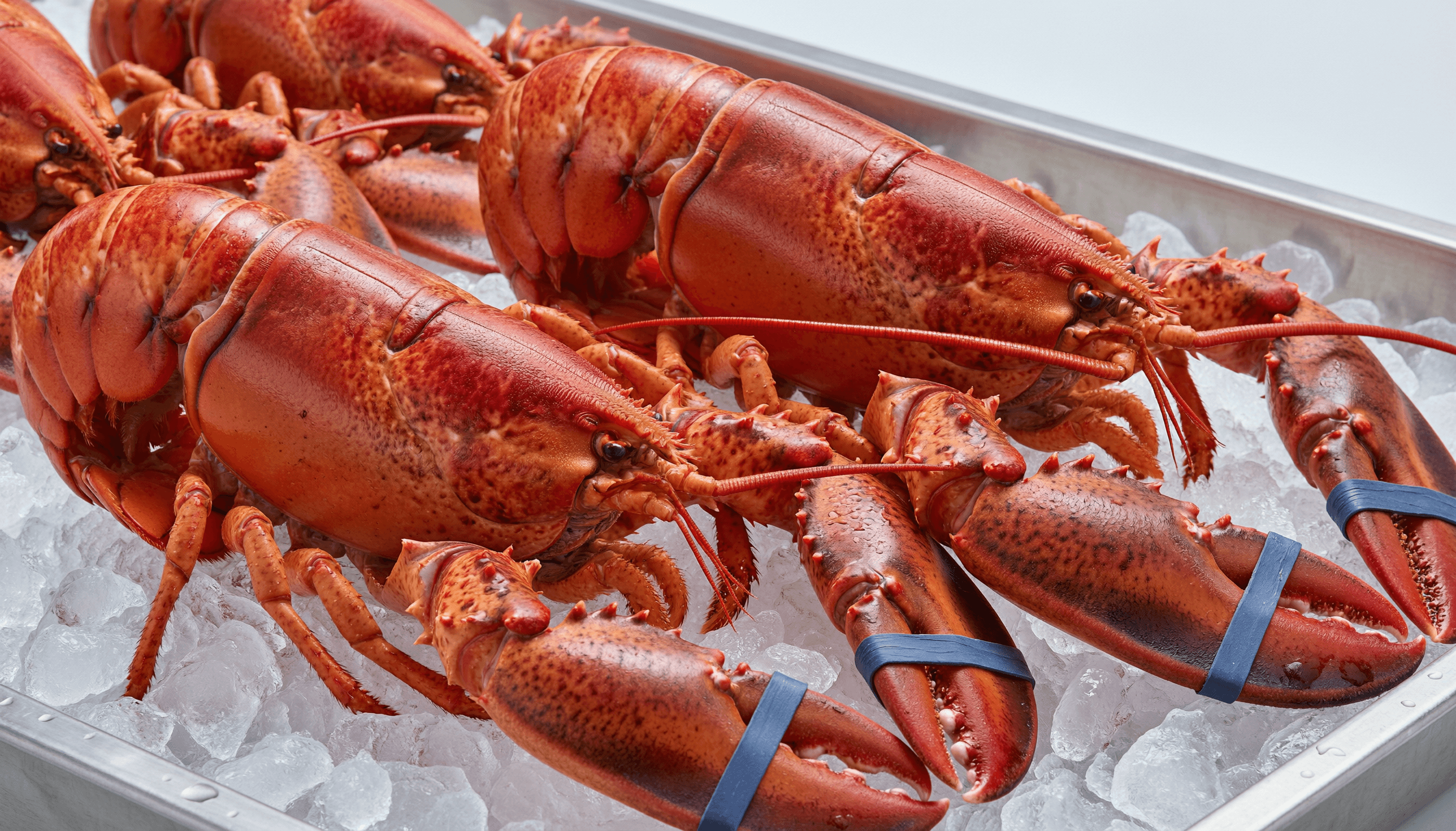 Homard Vivant